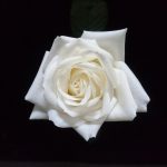 30 дней подарков images518.jpg